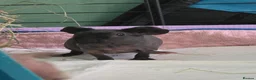Guinea Pig rodents for sale: Male skinny pigs,  - Advert 2