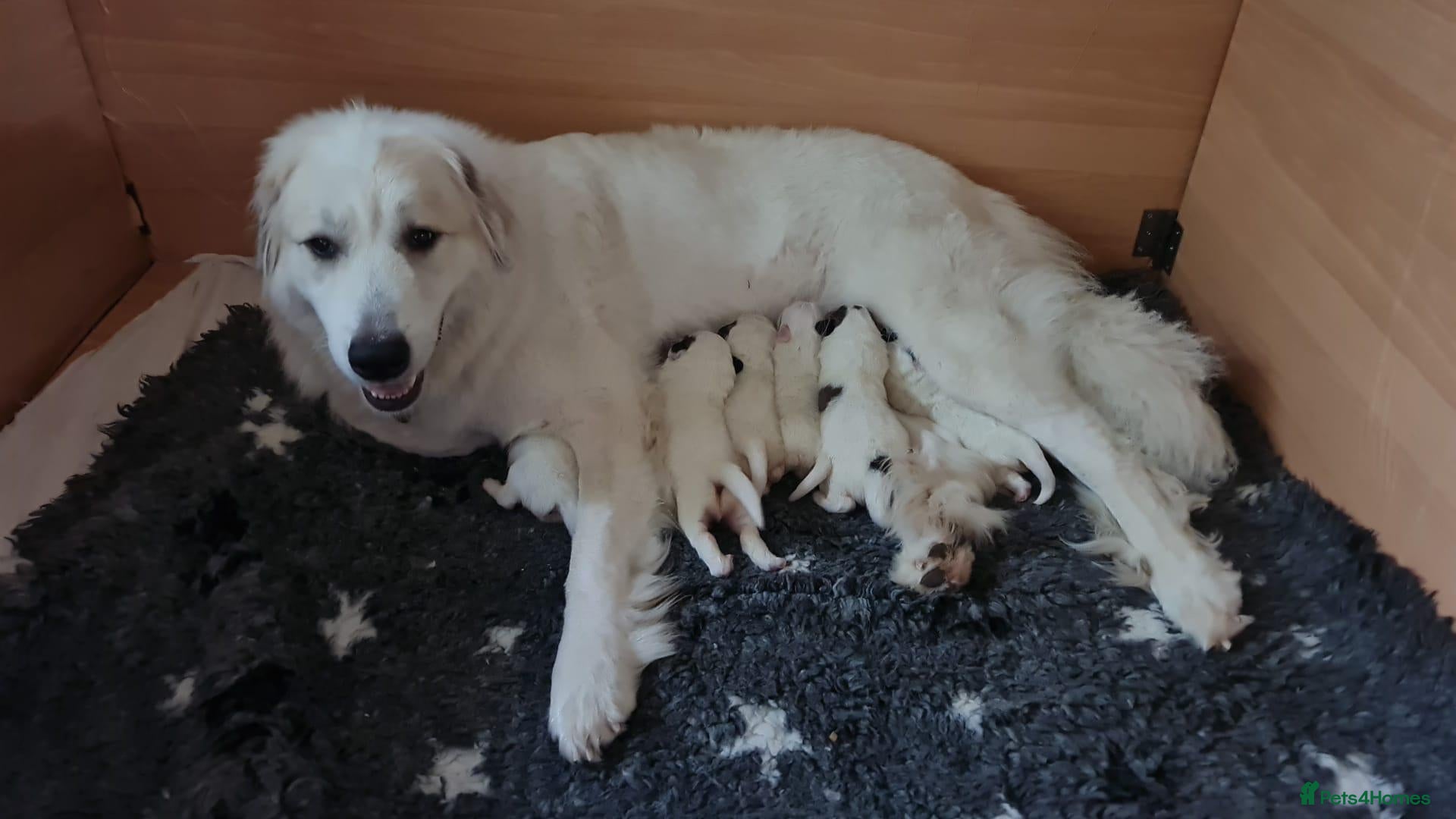 Pyrenean Mountain Dog dogs 3 bitches and 1 dog available, home reared litter - Advert 1