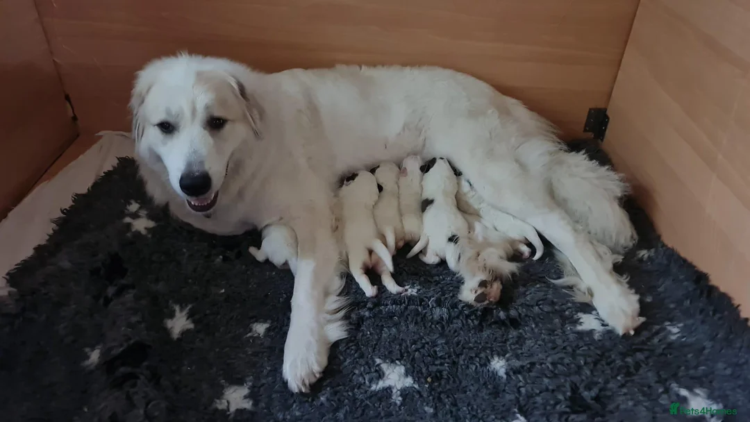 Pyrenean Mountain Dog dogs for sale: 3 bitches and 1 dog available, home reared litter in Weston-super-Mare - Advert 1