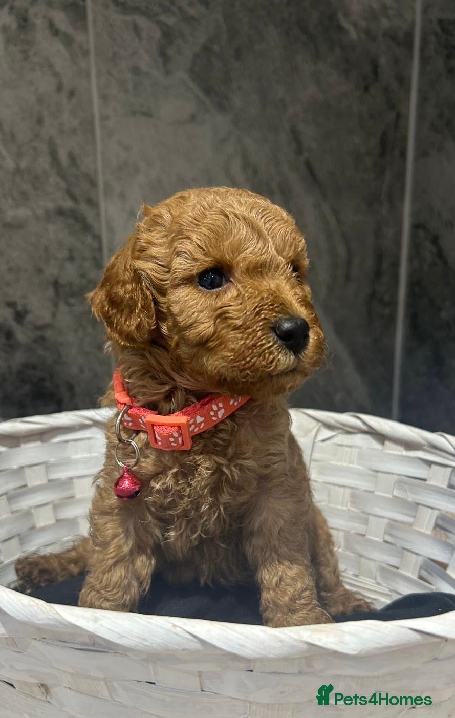 Cavapoo dogs Stunning F1B health tested Cavapoo’s  - Advert 1