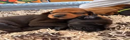 Mixed Breed dogs for sale: Irish setter cross Doberman puppies - Advert 11