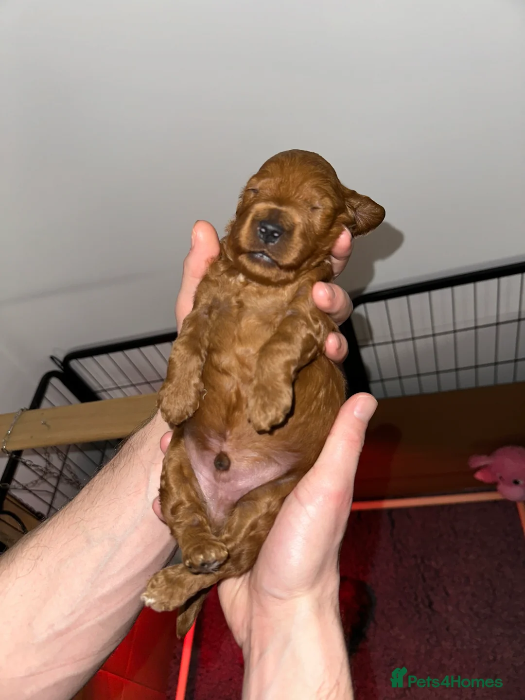 Cockapoo dogs for sale: Beautiful cockapoo boy  - Advert 6