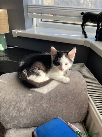 Mixed Breed cats - Advert 1