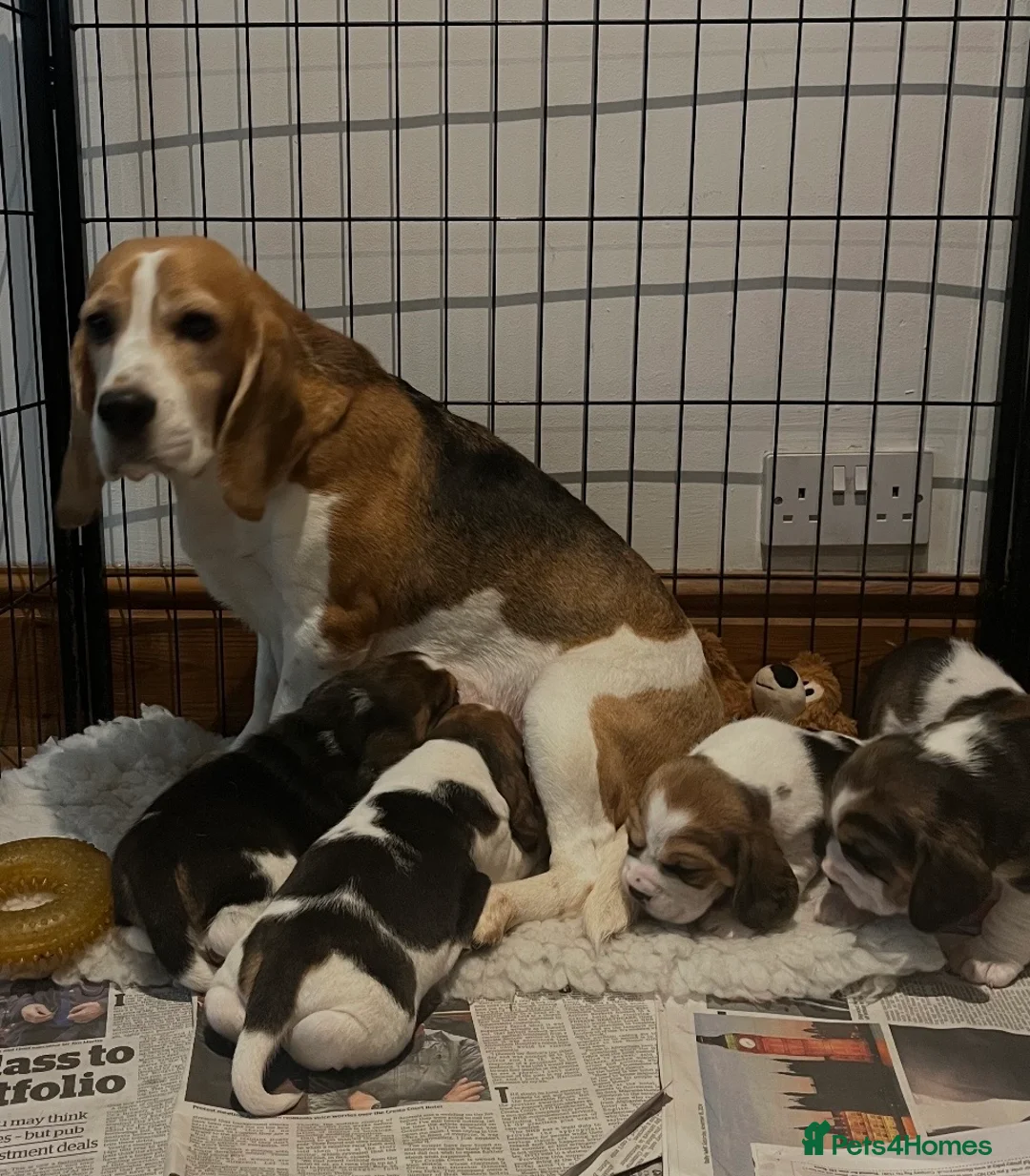 Beagle dogs for sale: Absolutely Stunning Puppies (KC reg) - Advert 5