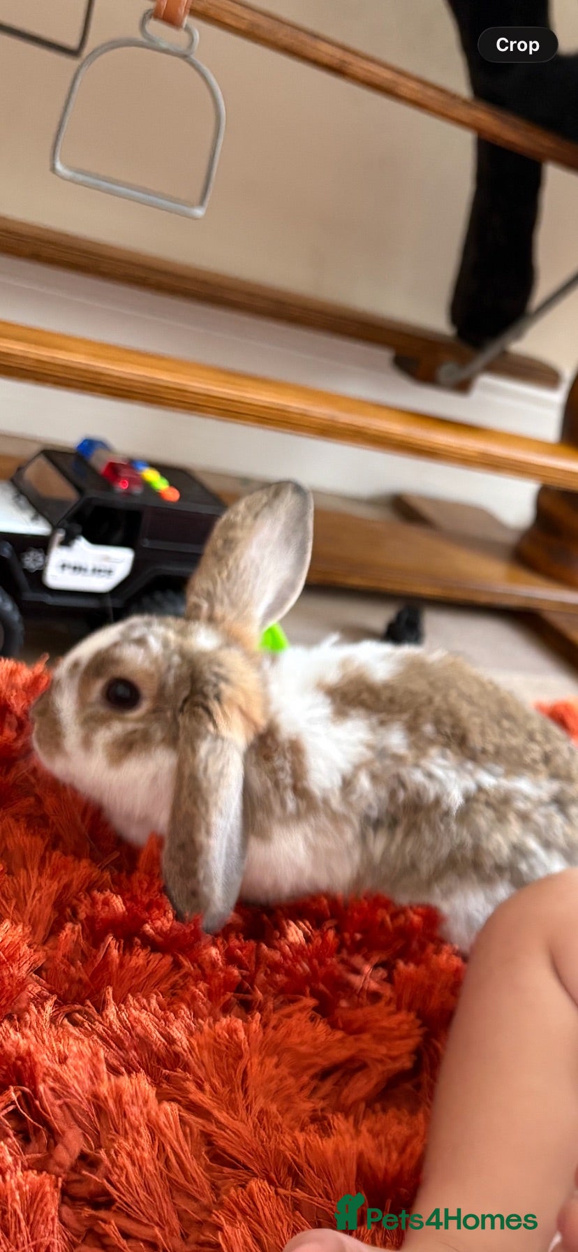 English Lop rabbits Crumpet  - Advert 1