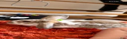 English Lop rabbits for sale: Crumpet  in Colne - Advert 1