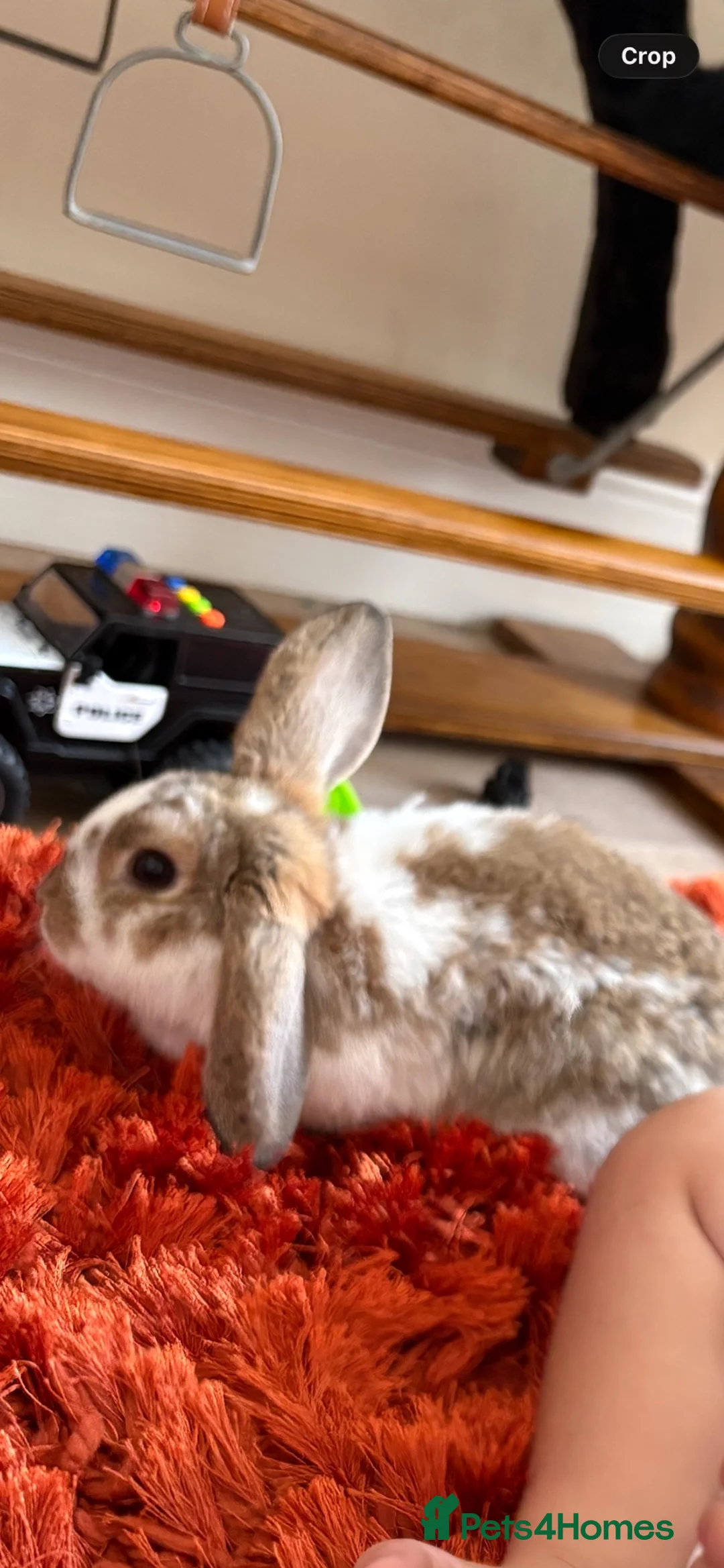 English Lop rabbits for sale: Crumpet  in Colne - Advert 1