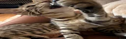Savannah cats for sale: F4 savannah kittens ready to go - Advert 4