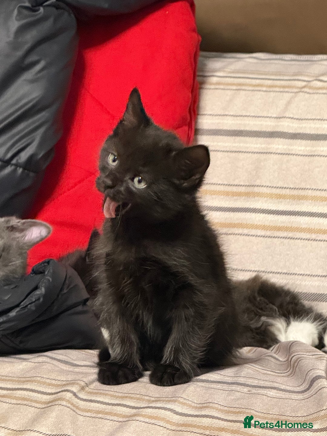 Maine Coon cats for sale: Half Mainecoon and Half British Shorthair  - Advert 18