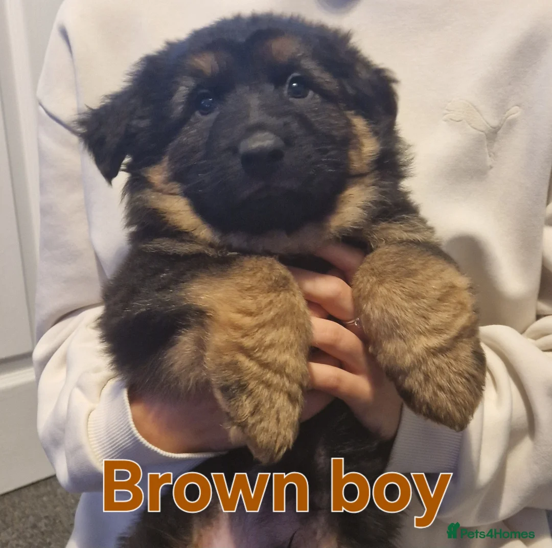 German Shepherd dogs for sale: Kc registered German shepherd puppies - Advert 20