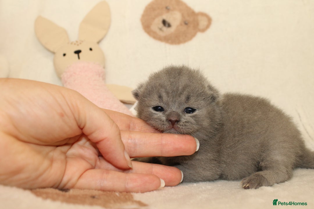 British Shorthair cats for sale: Gccf blue British shorthairs *ready November* - Image 16