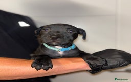 Staffordshire Bull Terrier dogs for sale: Beautiful Staffordshire bull terriers pups - Image 6