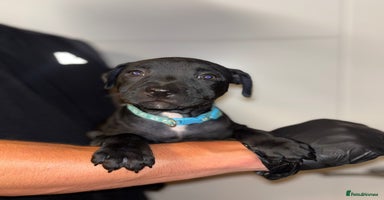 Staffordshire Bull Terrier dogs - Advert 1