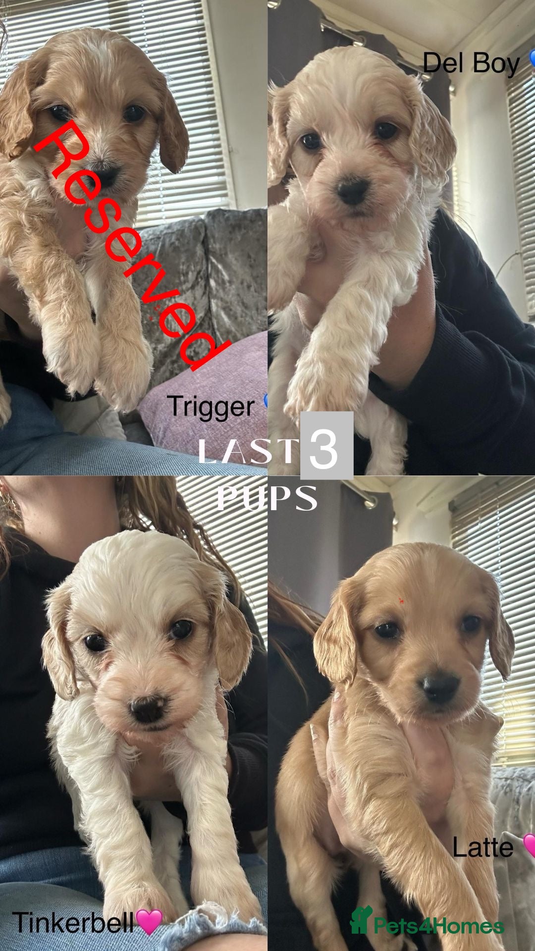 Mixed Breed dogs Gorgeous Apricot Cockapoo puppies 3 LEFT   - Advert 8
