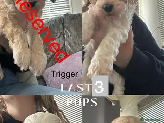 Mixed Breed dogs Gorgeous Apricot Cockapoo puppies 3 LEFT - Advert 8