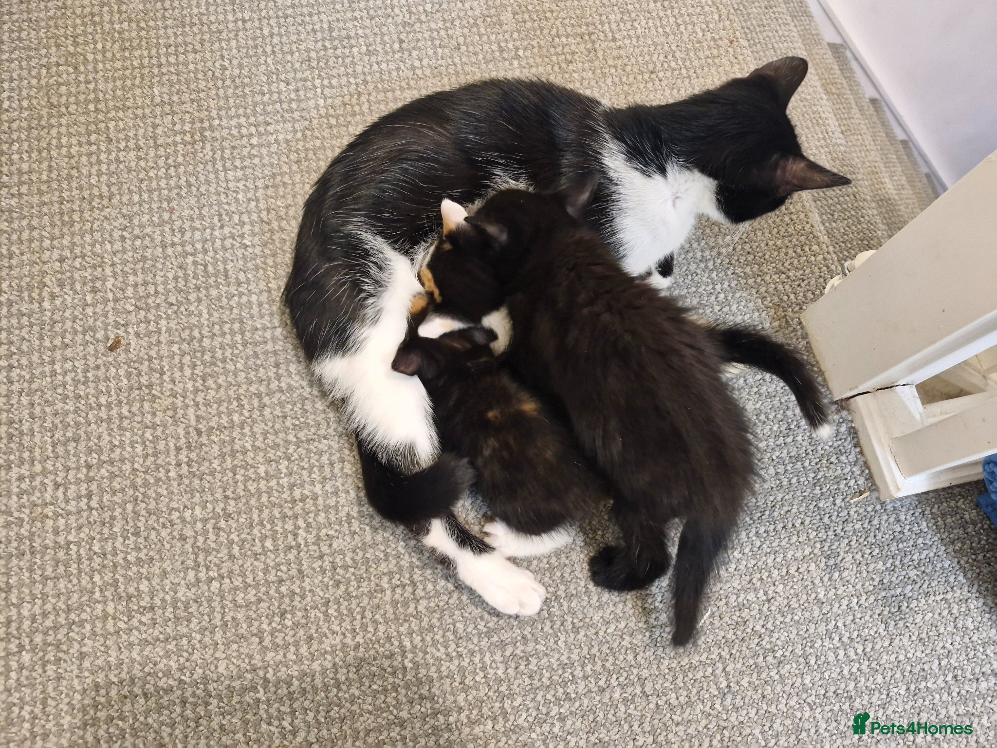 Mixed Breed cats 3 kittens for sell - Advert 2