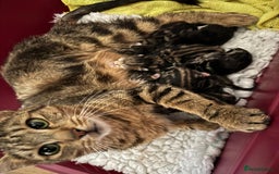 British Shorthair cats for sale: Beautiful playful kittens  - Image 15