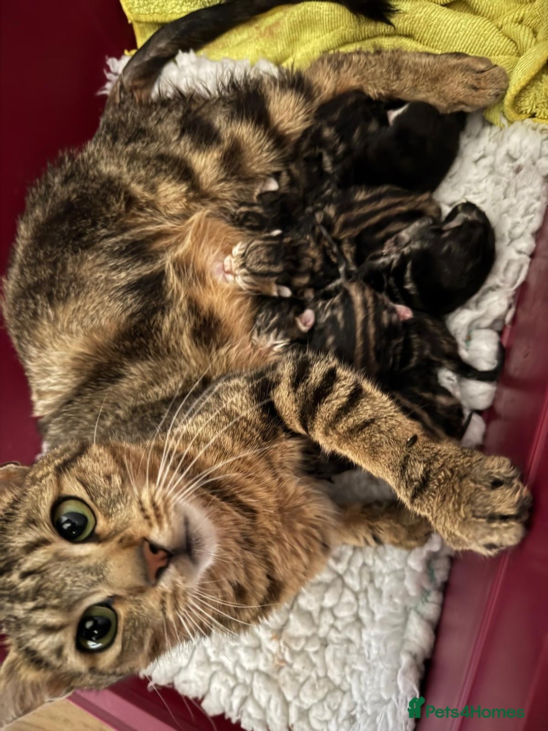 British Shorthair cats for sale: Beautiful playful kittens  - Image 15