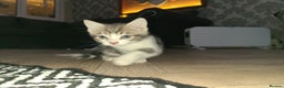 Mixed Breed cats for sale: 3 beautiful kittens - Advert 10