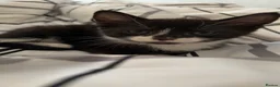 Mixed Breed cats for sale: Tuxedo kittens - Advert 4