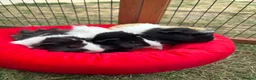 Guinea Pig rodents for sale: 3 Male guinea pigs  in Newark - Advert 1