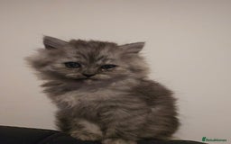 Persian cats for sale: Persian kittens for sale - Image 31