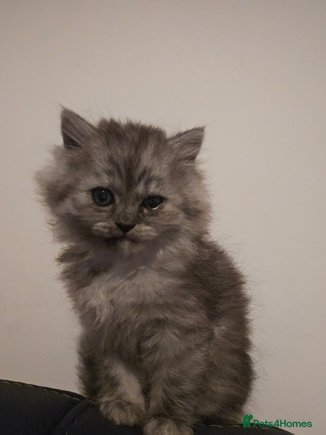 Persian cats for sale: Persian kittens for sale - Image 31