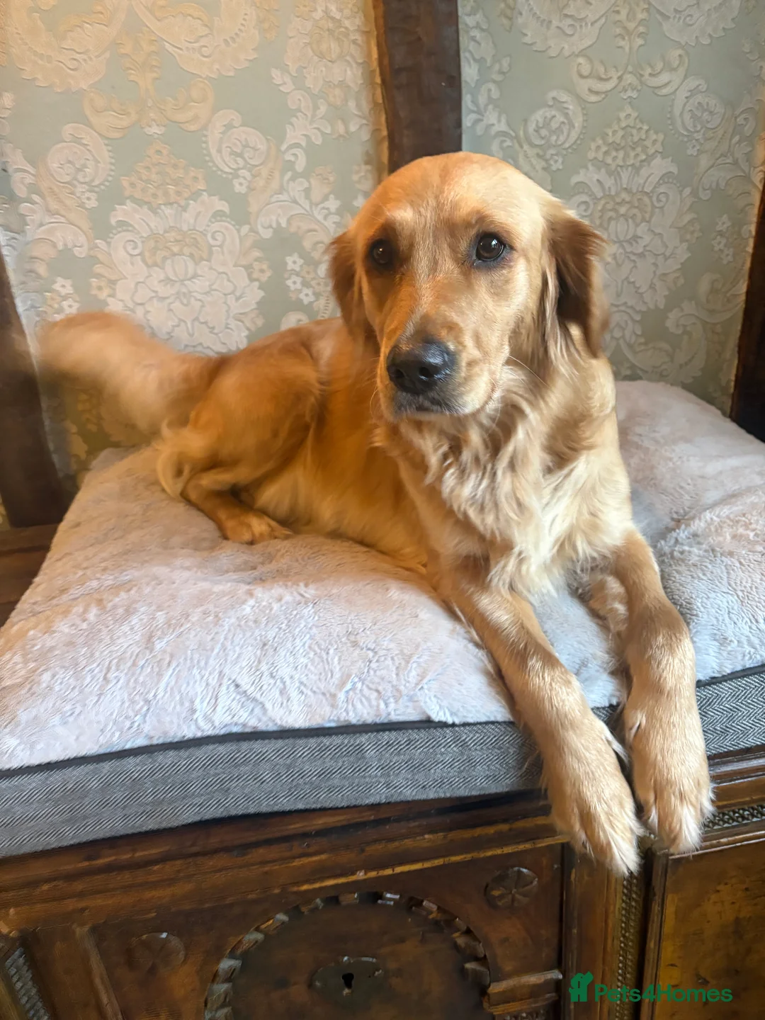 Golden Retriever dogs for sale: Champion lined KC REG GOLDEN RETRIEVER puppies - Advert 7