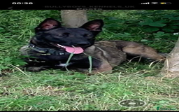 Belgian Shepherd Dog dogs for sale: Belgian Malinois Puppies - Image 9