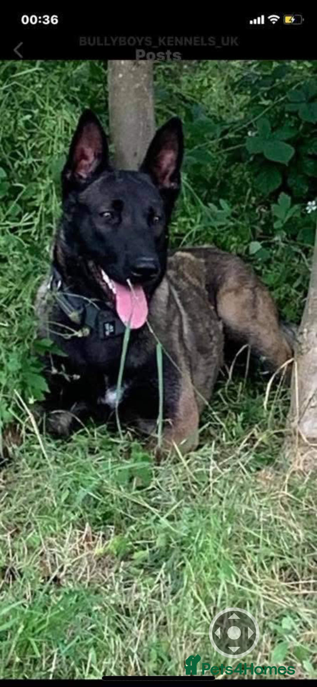 Belgian Shepherd Dog dogs for sale: Belgian Malinois Puppies - Image 9