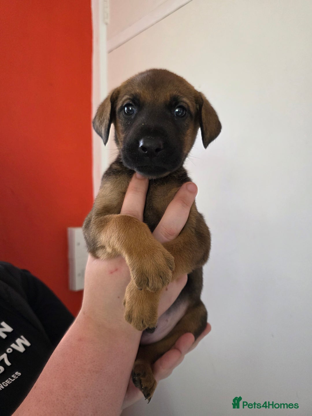Mixed Breed dogs for sale: Mixded  - Image 5