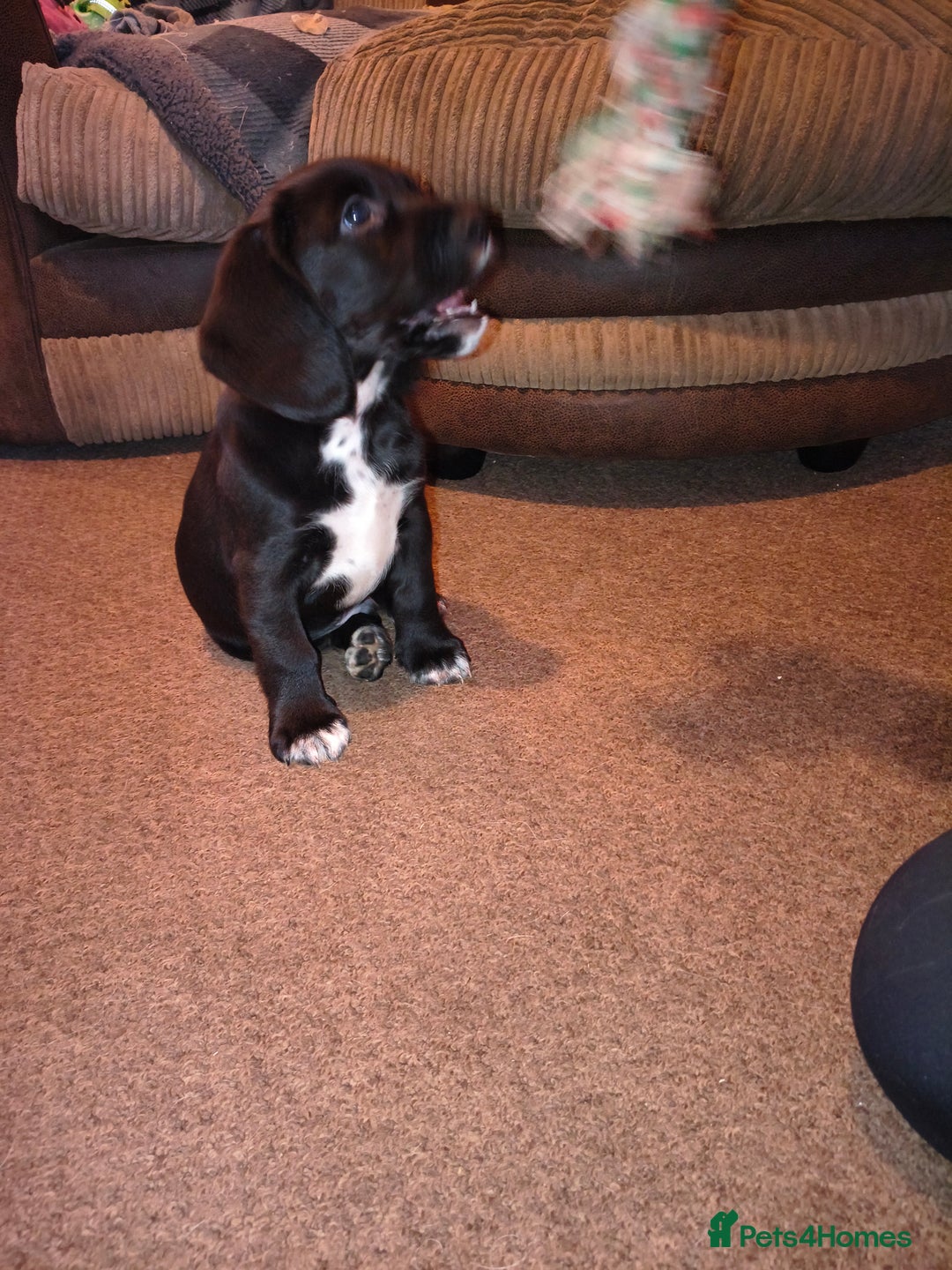 Bocker dogs for sale: Last Bocker male pup left - Advert 7