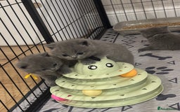 British Shorthair cats for sale: 🩶Adorable & chunky GCCF Bsh kittens🩶 - Image 12