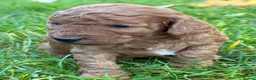 Cockapoo dogs for sale: Gorgeous F1b Cockapoos 5⭐️ Licensed Breeder DNA  - Advert 5