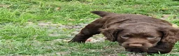 Cocker Spaniel dogs for sale: Working Cocker Spaniels - Advert 3