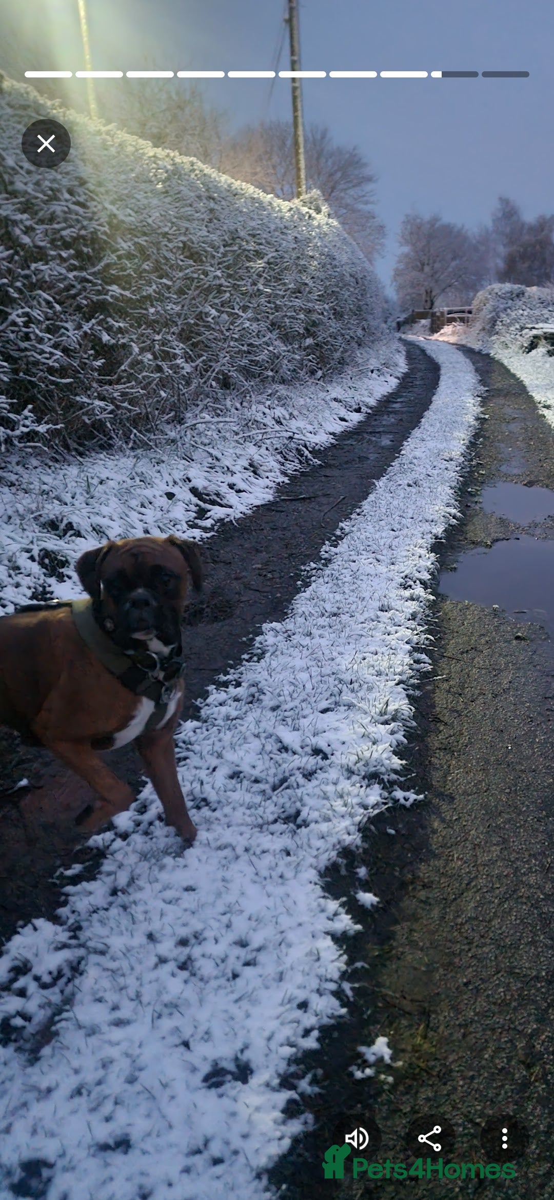 Boxer dogs for stud: Male boxer aged 2 ready for stud duties 🥰 - Advert 8