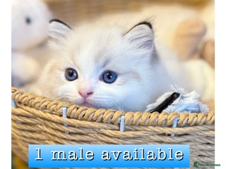 Ragdoll cats DNA Tested Ragdoll Kitten 1 Male Available - Advert 1