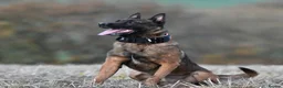 Mixed Breed dogs for sale: 🔥 PH1 BULLHERDERS BREEDING 🔥 - Advert 33