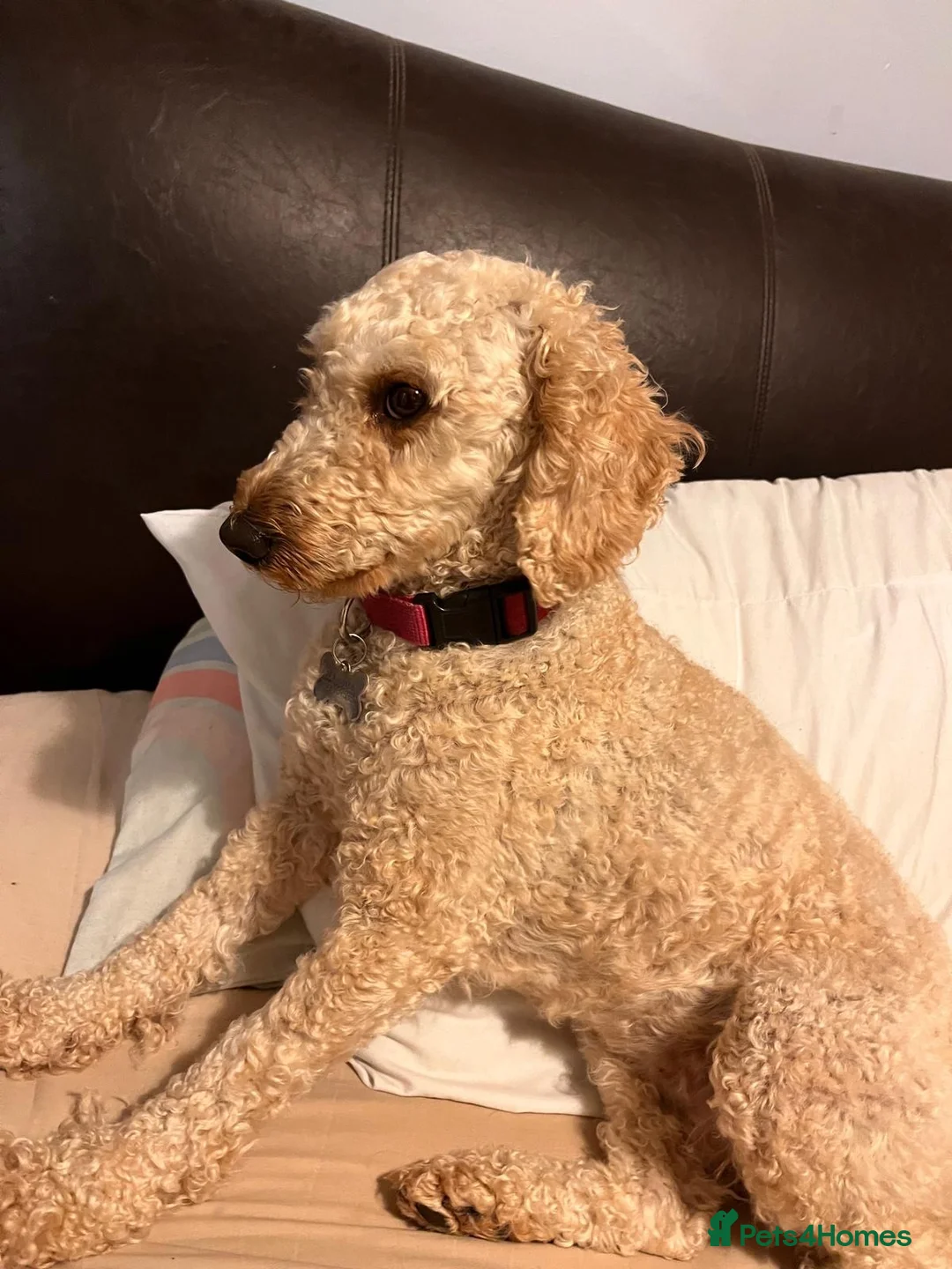 Miniature Poodle dogs for sale: Lily - affectionate pedigree Miniature Poodle 🐩  - Advert 1