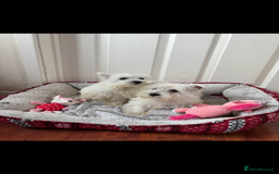 West Highland Terrier dogs for sale: 4 stunning west highland terrier puppies for sale - Image 9