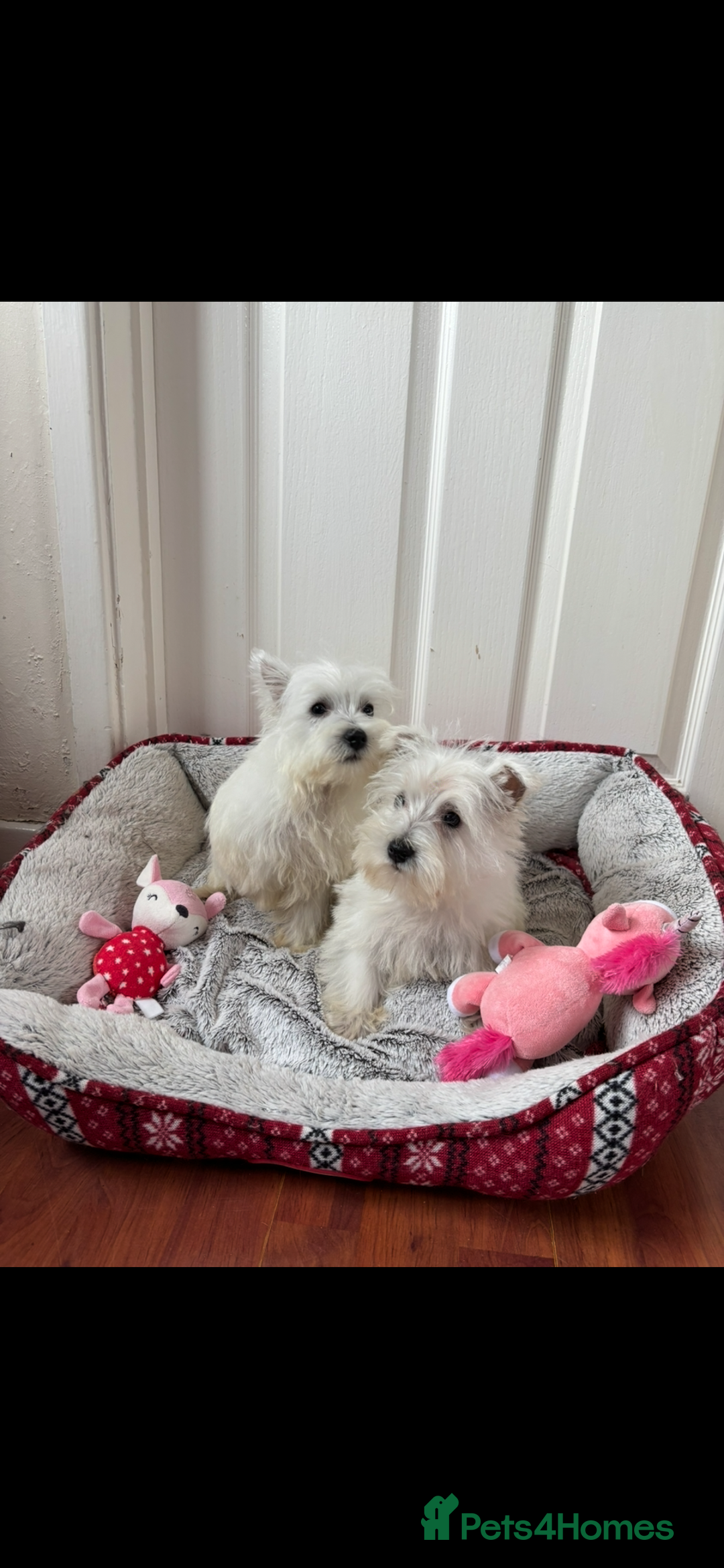 West Highland Terrier dogs for sale: 4 stunning west highland terrier puppies for sale - Image 9