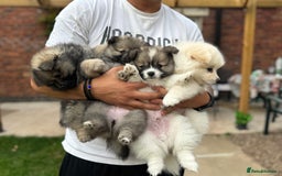 Pomeranian dogs for sale: Pomeranian puppies 🐶  - Image 2
