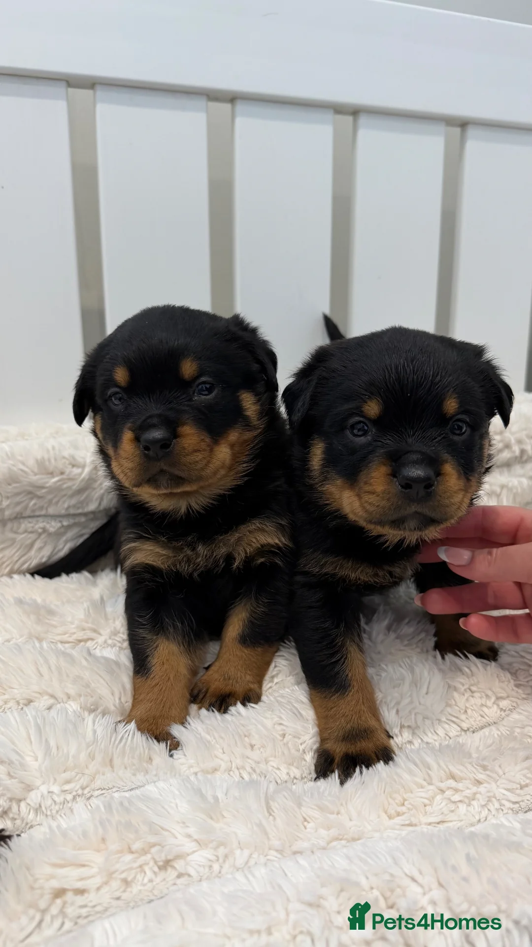 Rottweiler dogs for sale: Beautiful litter of Rottweiler puppies  - Advert 2