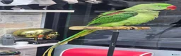 Ringnecks birds for sale: Alexandrine Semi Tamed - Advert 2