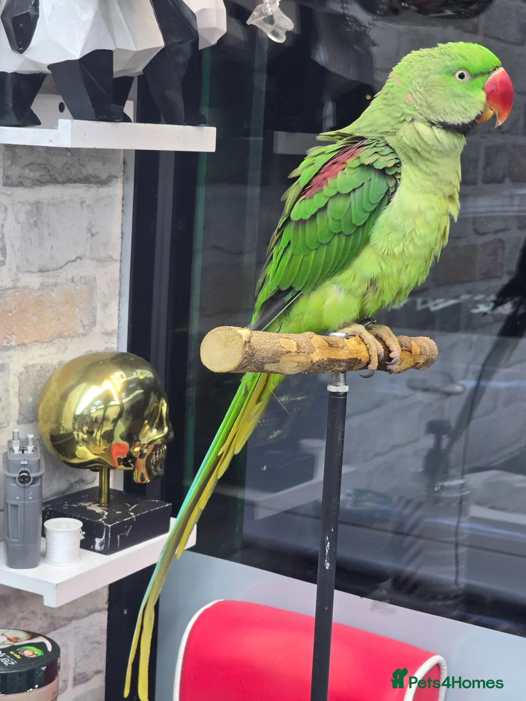 Ringnecks birds for sale: Alexandrine Semi Tamed - Advert 2
