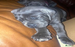 Cane Corso dogs for sale: cane corso puppies  - Image 24