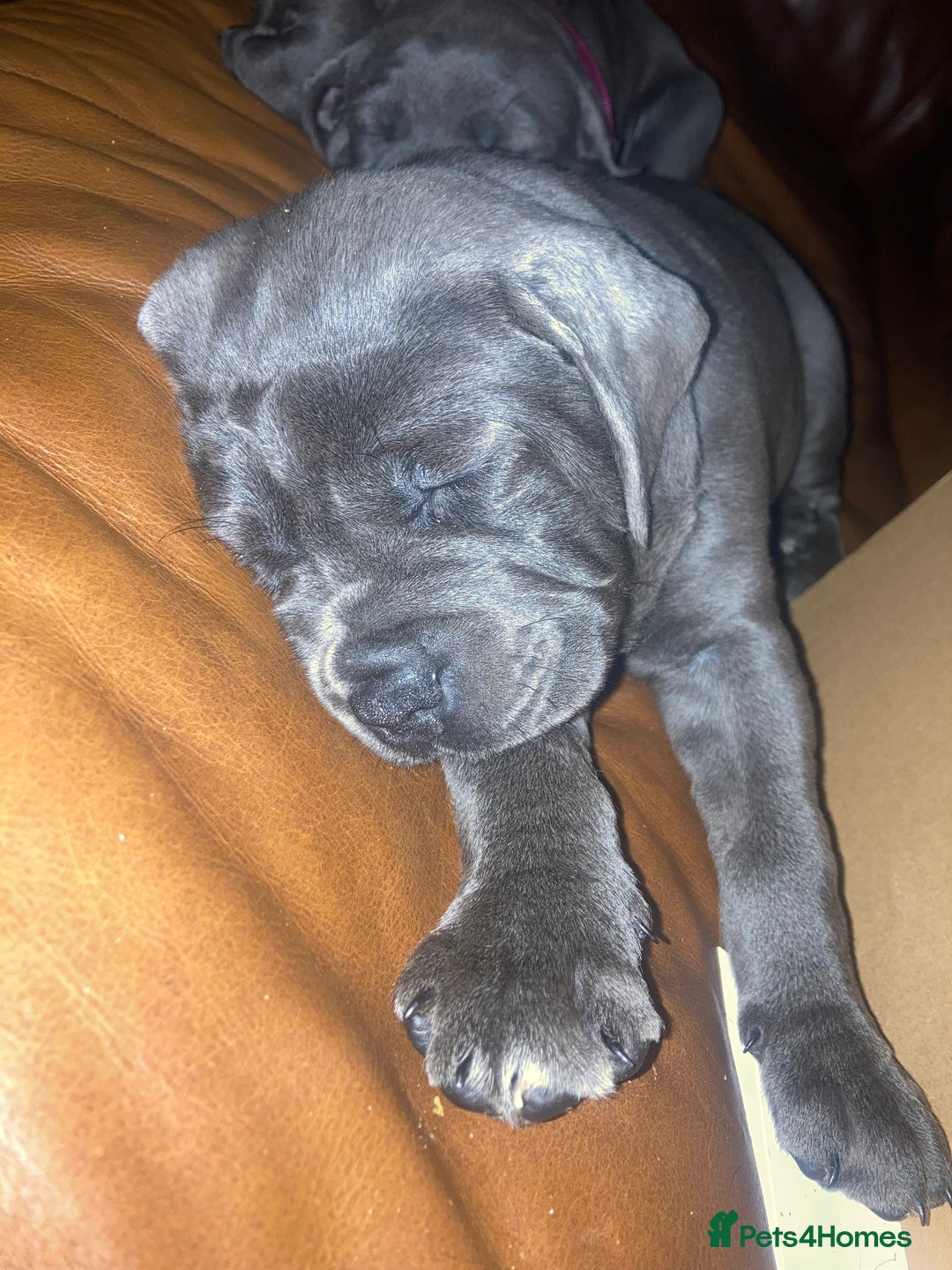 Cane Corso dogs for sale: cane corso puppies  - Image 24