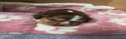 Cocker Spaniel dogs for sale: KC registered show cocker spaniel puppies - Advert 2