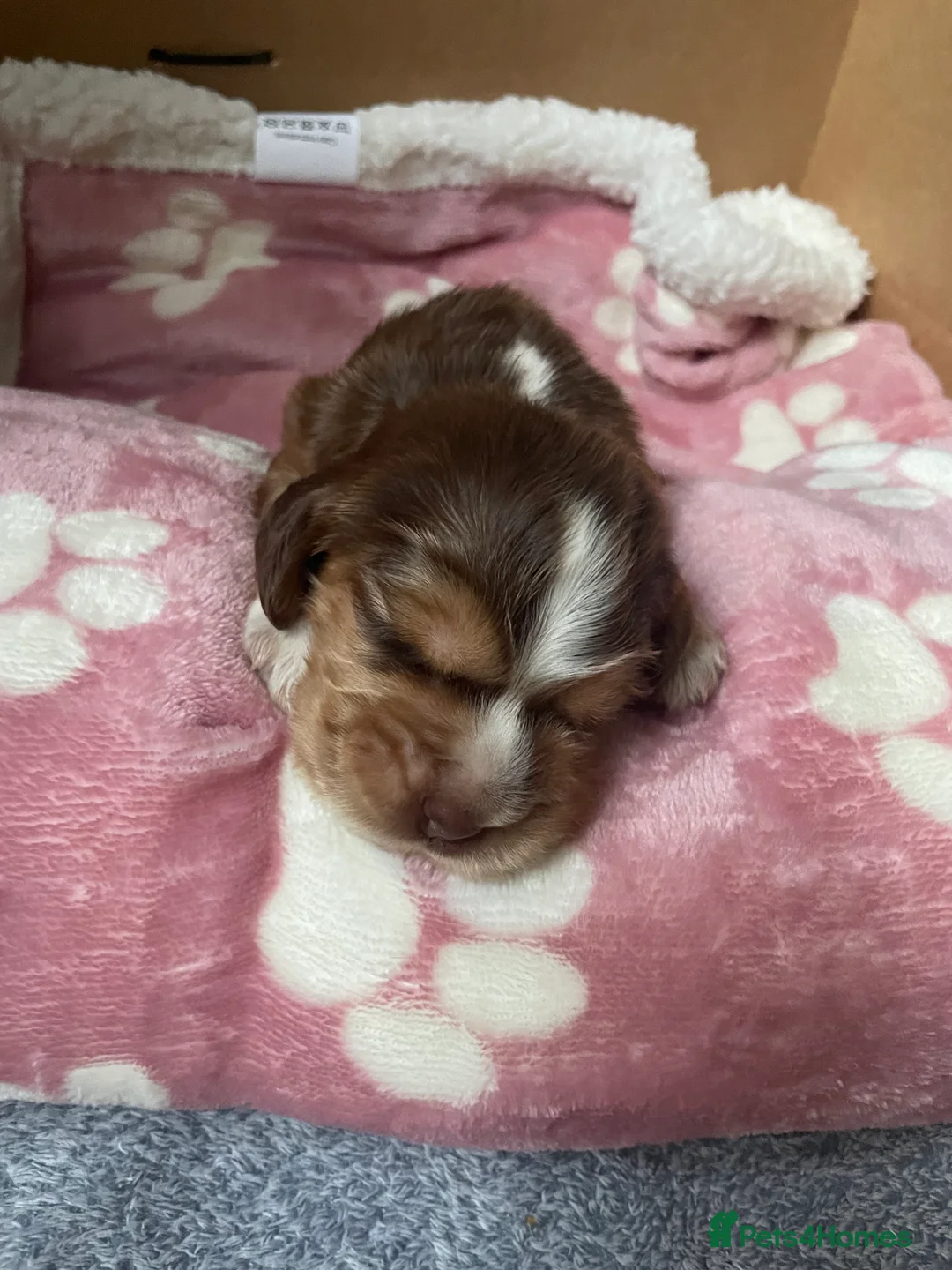 Cocker Spaniel dogs for sale: KC registered show cocker spaniel puppies - Advert 2