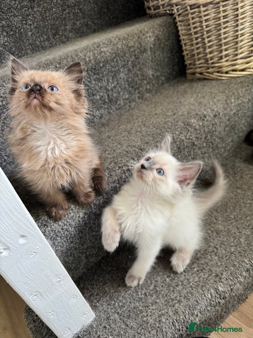 Ragdoll cats for sale: Beautiful Tica registered Ragdoll’s  - Image 5